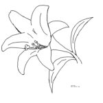 Easter Lily Spring Flower Coloring Page For Free Printable Easter Lilies Coloring Pages