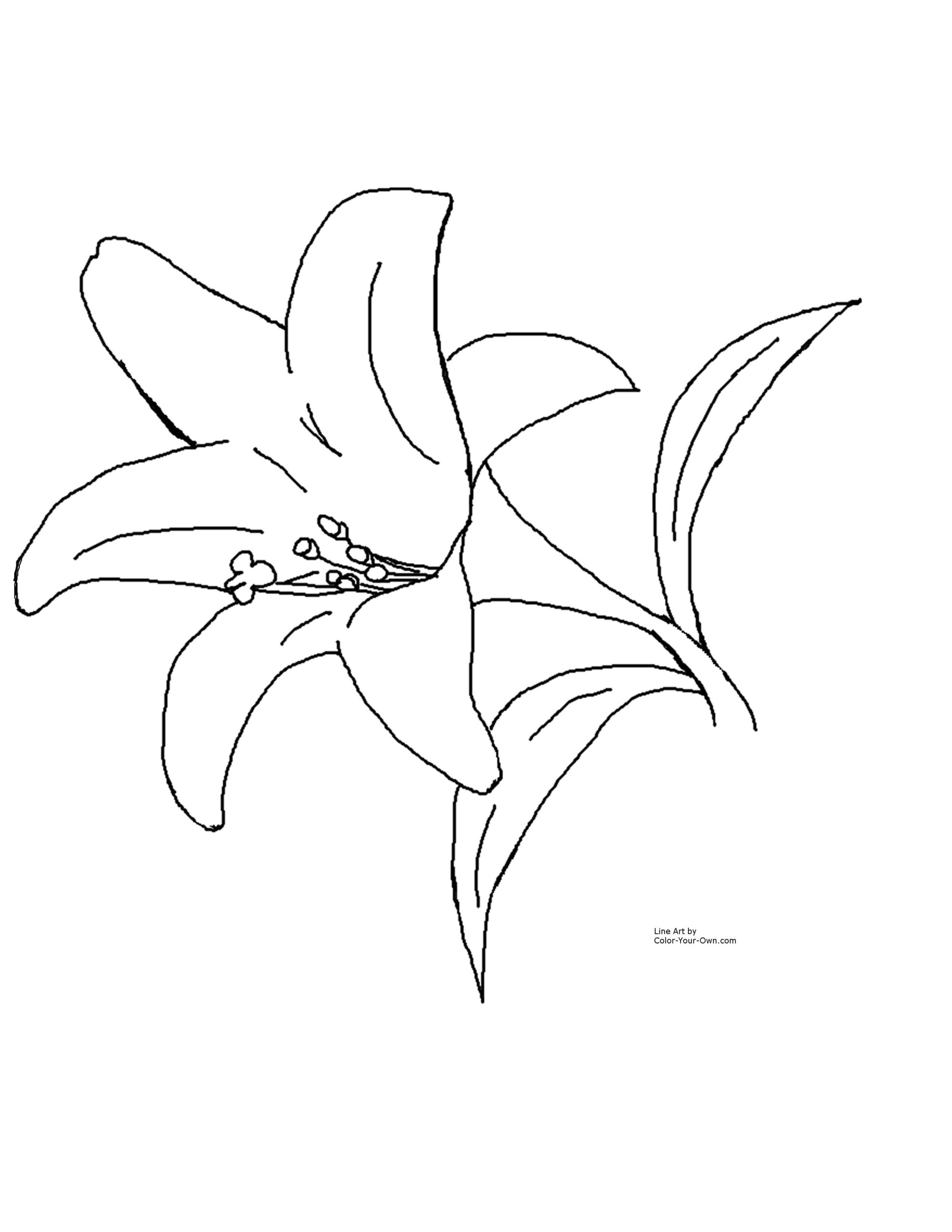 Easter Lily Spring Flower Coloring Page throughout Printable Easter Lily Coloring Page